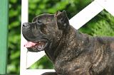 CANE CORSO 1455
